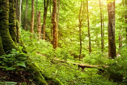Celebrate our Forests on World Forestry Day

