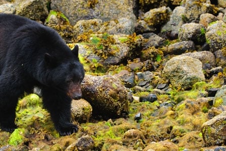 Wildlife Wednesday: Black Bear
