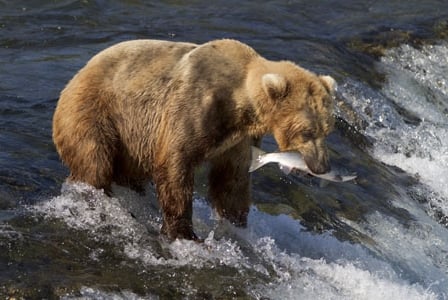 Wildlife Wednesday: Grizzly Bear
