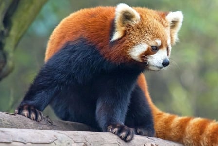 Wildlife Wednesday: Red Panda
