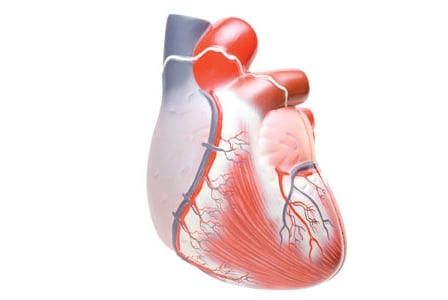 Curing an Inflamed Heart
