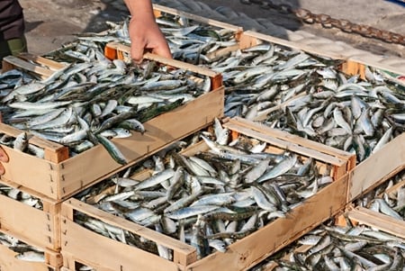 Why You Should Adopt Sardines into Your Diet

