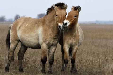 Wildlife Wednesday: Przewalski\'s Horse
