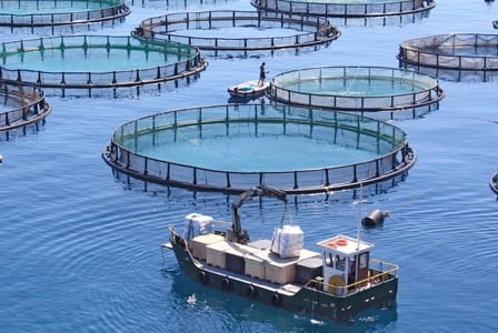 Another reason to avoid farmed fish
