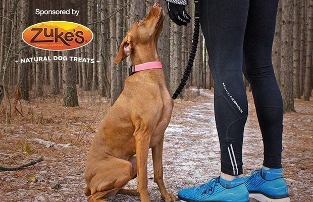 So You Want to Start … Running With Your Dog